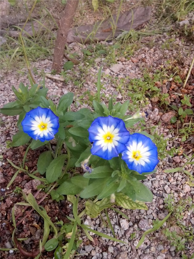 ��Ƭ_20140606_075404.jpg