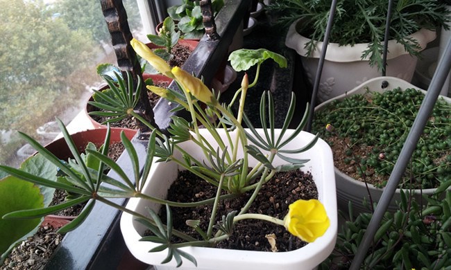 ��ץ��.jpg