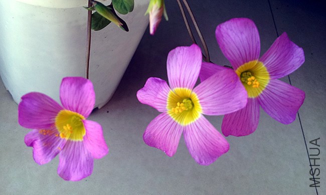 oxalis obtusa Larga Form.jpg