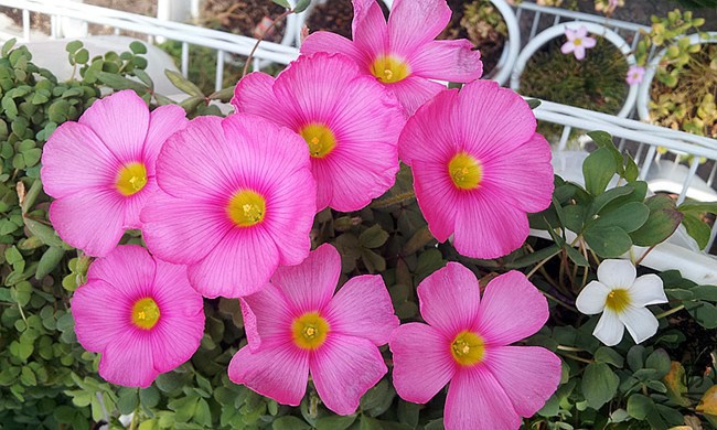 oxalis Raspberry.jpg