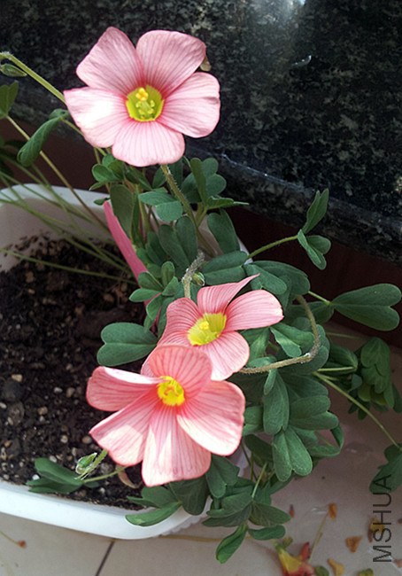 oxalis obtusa peach (2)_����.jpg