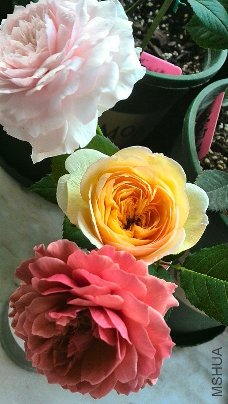 IMG_20140605_071237.jpg