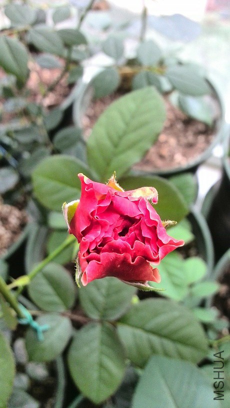 IMG_20140604_121258.jpg