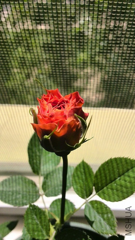 IMG_20140518_135244.jpg
