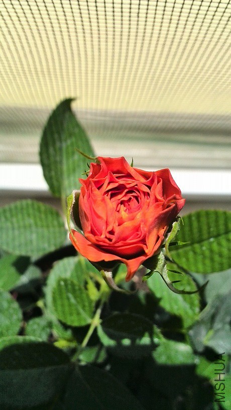 IMG_20140518_135350.jpg