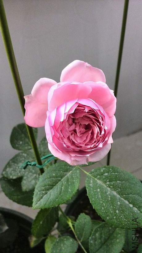 IMG_20140526_071403.jpg