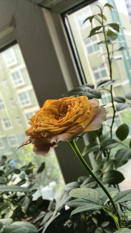 IMG_20140529_065515.jpg