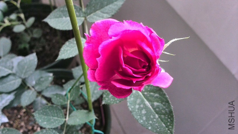 IMG_20140529_065626.jpg