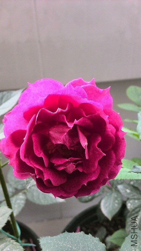 IMG_20140530_070232.jpg