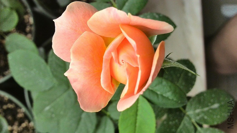IMG_20140530_121716.jpg