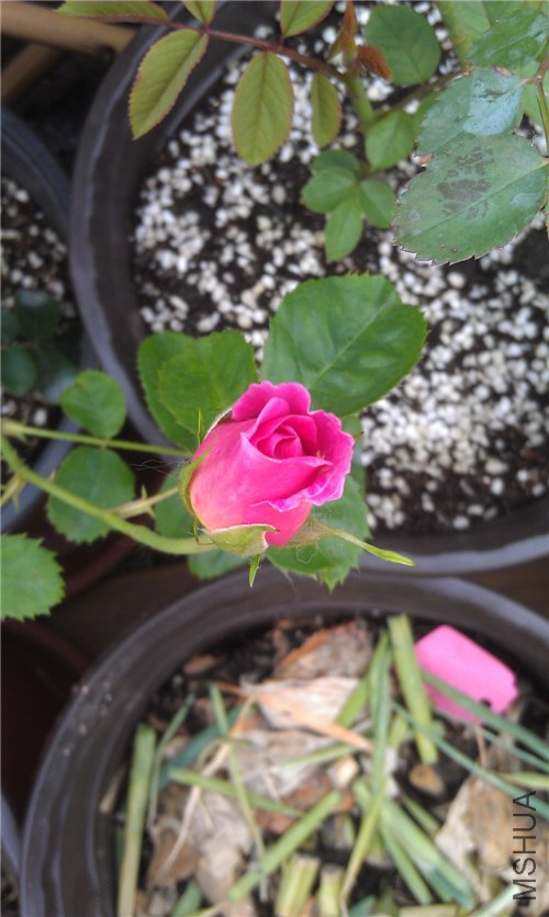 IMAG0259_����.jpg