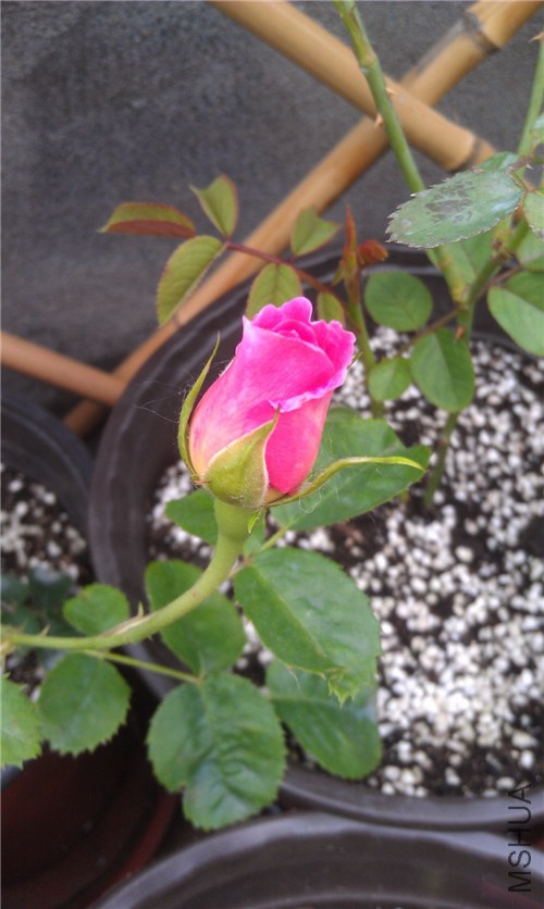 IMAG0260_����.jpg