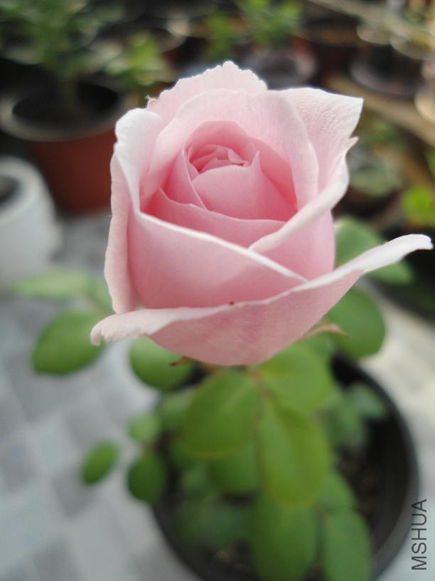 DSC02464.JPG
