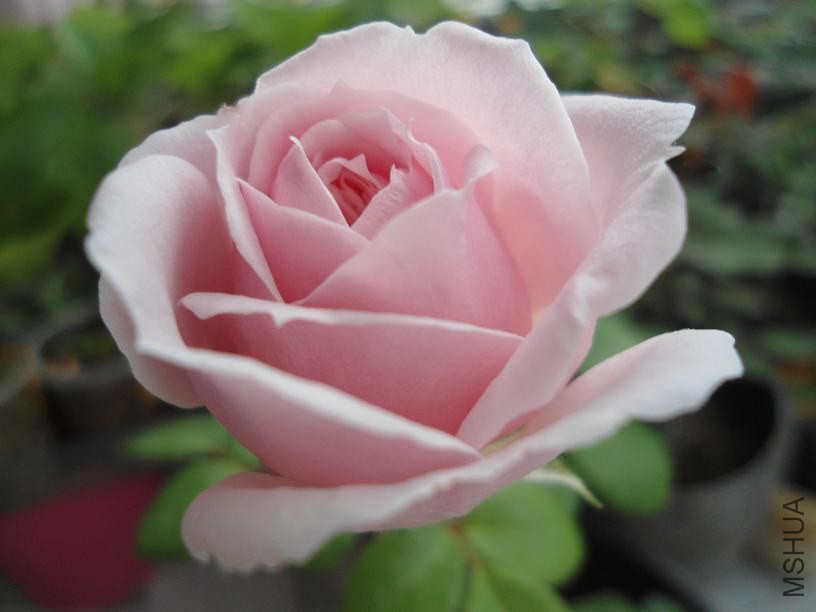 DSC02485.JPG