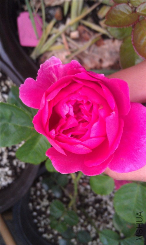 IMAG0282_����.jpg
