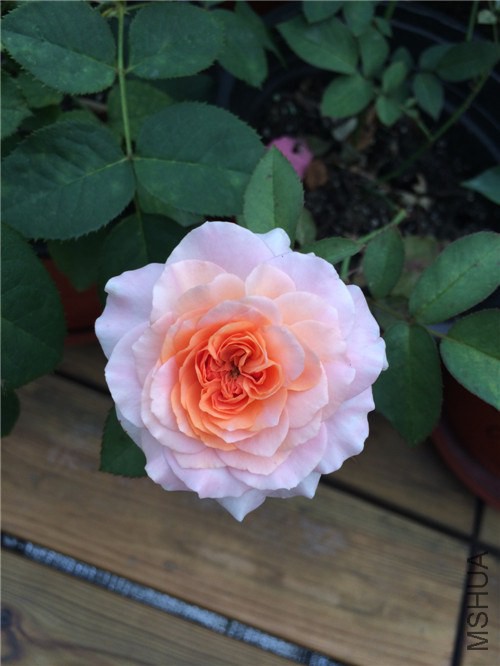 IMG_0144 (1)_����.jpg