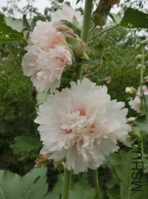 QQ��ͼ20140608172955.png