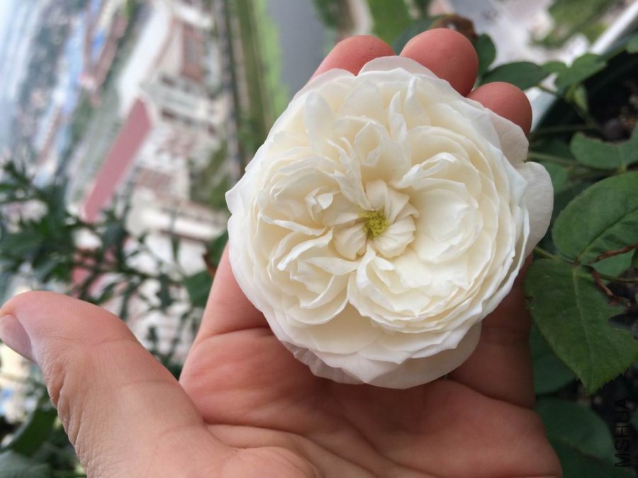 IMG_0494.JPG