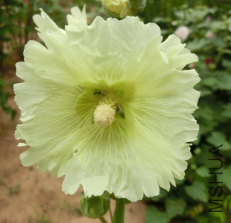�������ܺٺ�.png