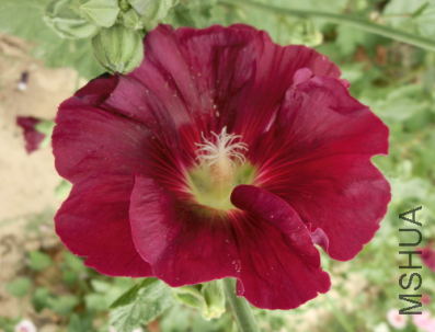 QQ��ͼ20140608172859.png