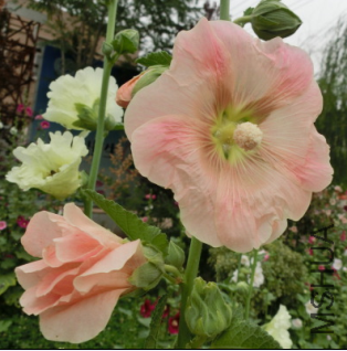 QQ��ͼ20140608173051.png