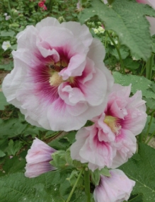QQ��ͼ20140608173118.png