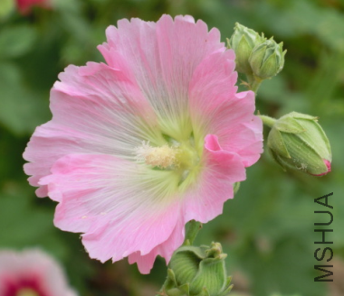 QQ��ͼ20140608173133.png