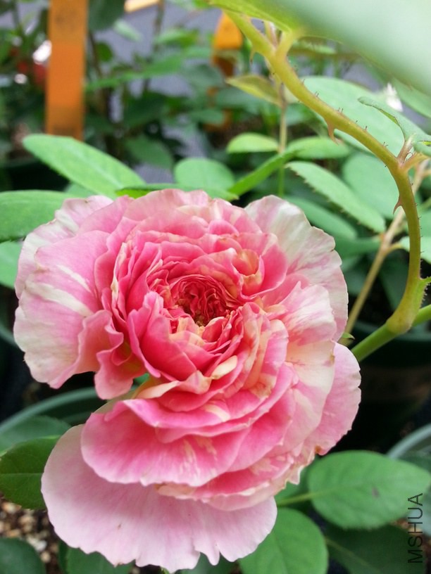 20140607_145023.jpg