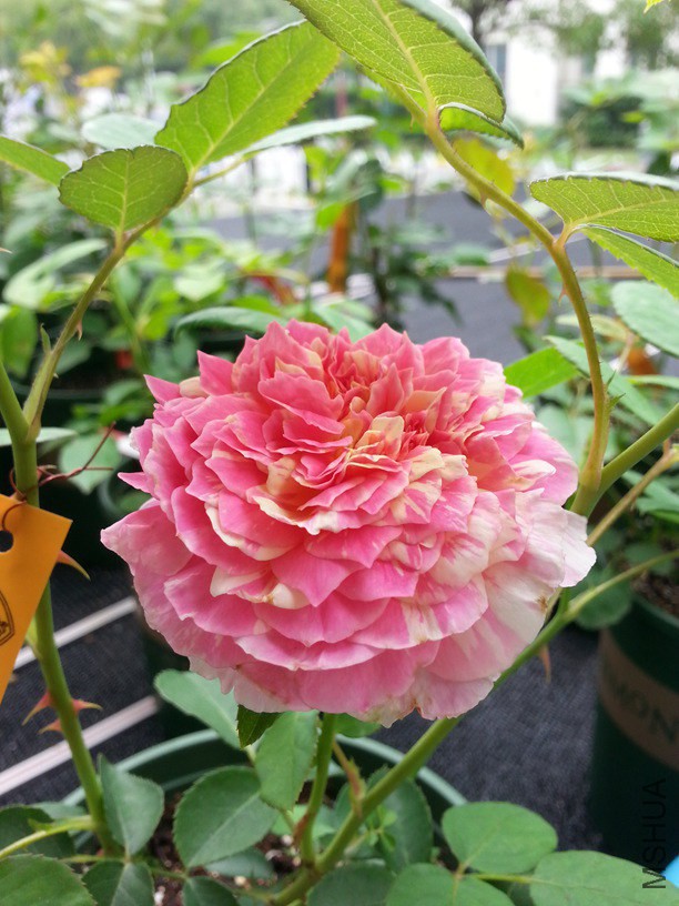20140608_101658.jpg