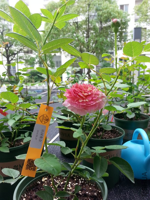 20140608_101745.jpg