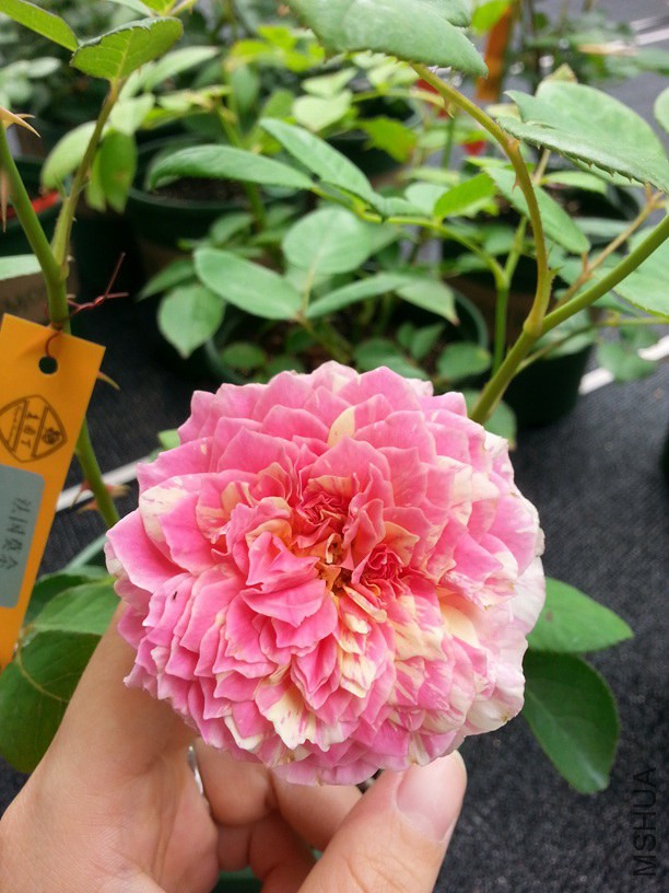 20140608_101859.jpg