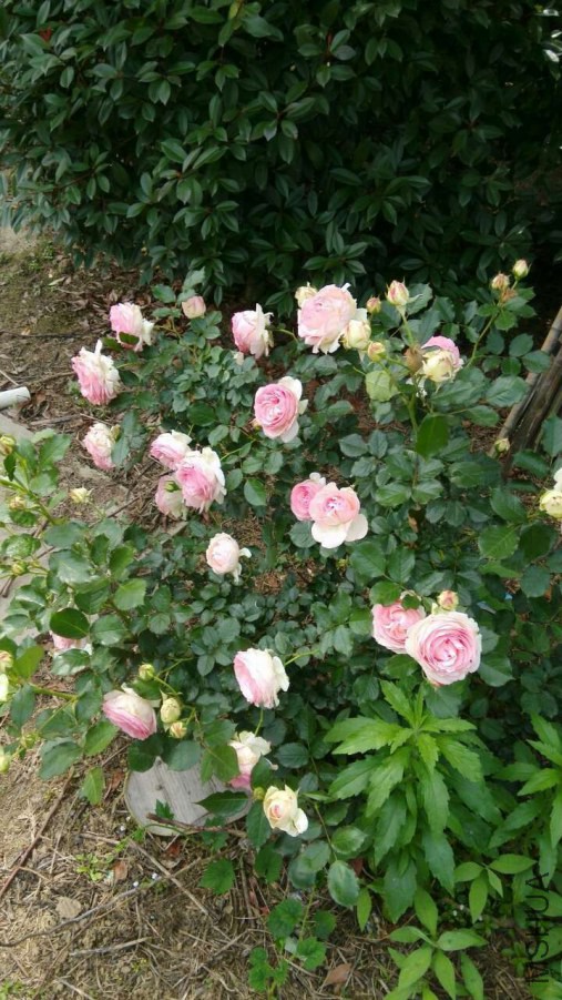 rose.jpg