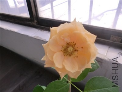 CIMG0396.jpg
