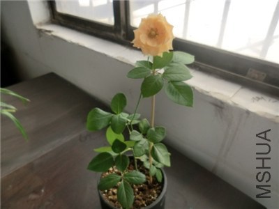 CIMG0395.jpg
