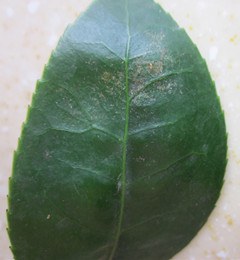 IMG_2007.jpg