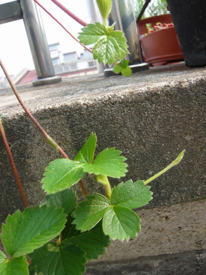 P1040055.cJPG.JPG