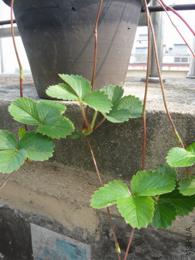 P1040056.cJPG.JPG