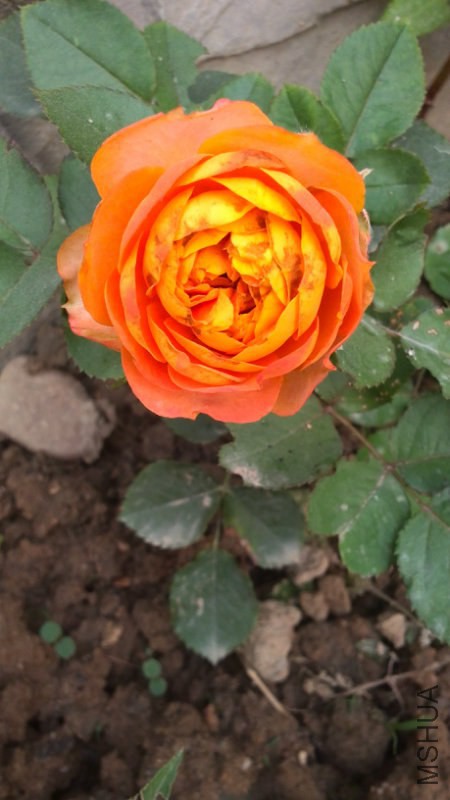 121601wm4ipvkzmbvmthmm.jpg