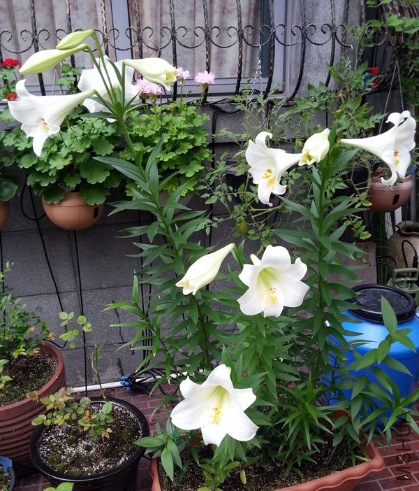 �ٺ�20140609.jpg