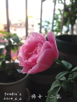 ��Ů�ĵڶ��仨2_����.jpg