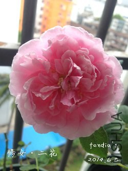 ��Ů�ĵڶ��໨3_����.jpg