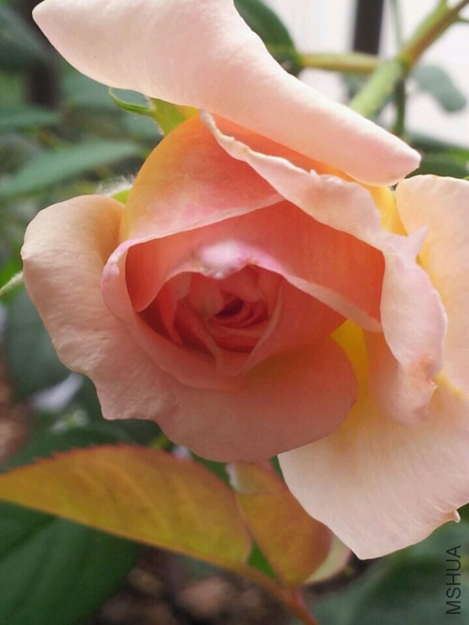 QQͼƬ20140609171818.jpg
