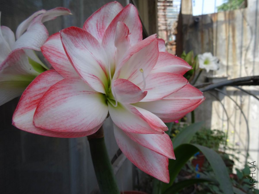 DSC01245.JPG