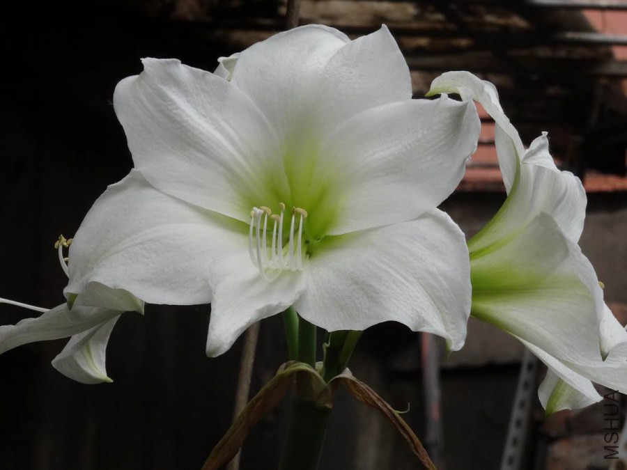 DSC01252.JPG