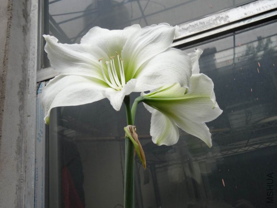 DSC01255.JPG