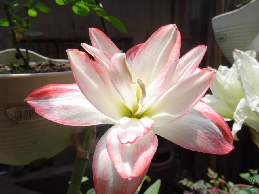 DSC01325.JPG