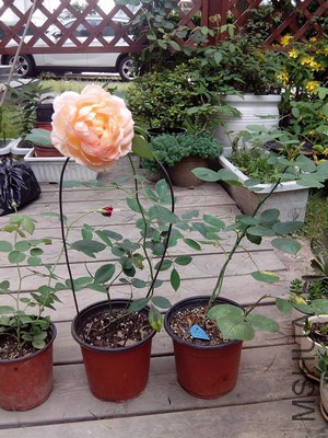 IMG_20140609_080127.jpg