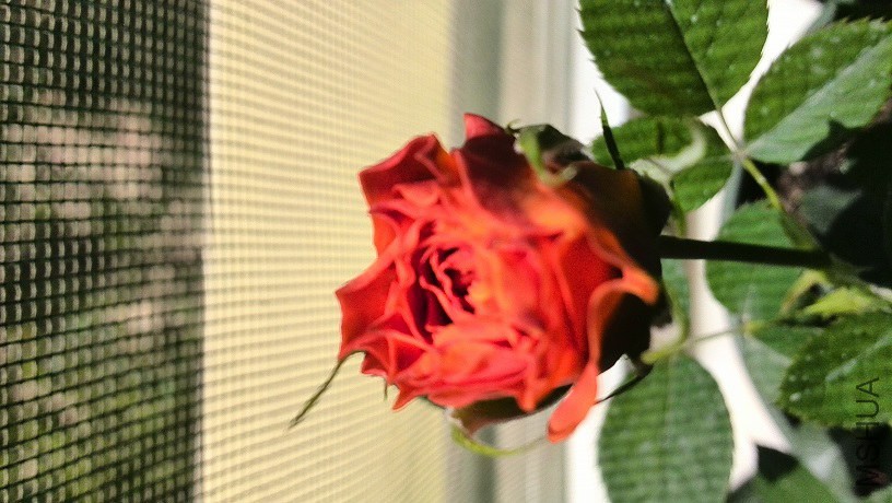 IMG_20140518_135236.jpg