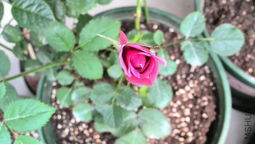 IMG_20140524_110804.jpg