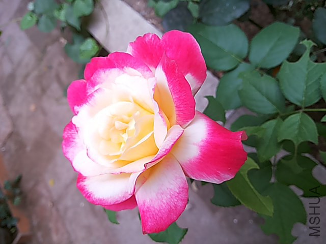 ͼƬ������